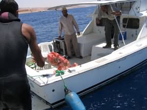 transfered to Marine Park boat for counting