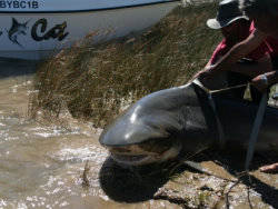 Catching the shark