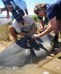 Tagging the shark