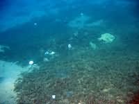 Underwater Trash