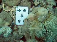 Playing Card