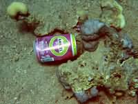 Beer Can