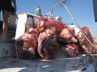 Rubbish on swim deck