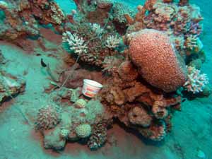 Trash on the reef