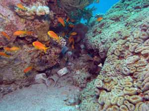 Gulley full of plastic