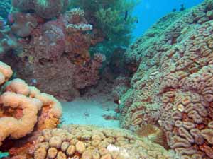 Clean reef