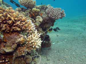 Fishing line caught on corals