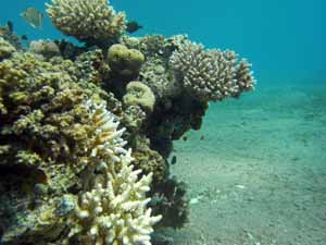 Clean corals