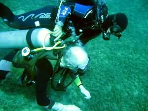 Clown fish encounter