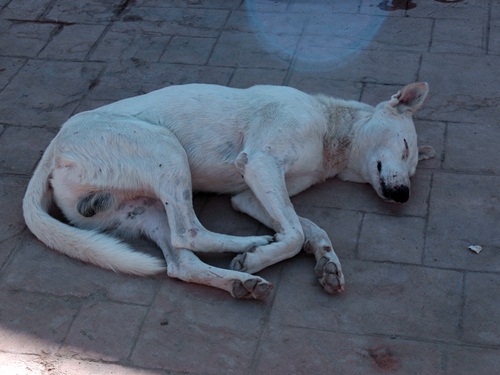 Local dog