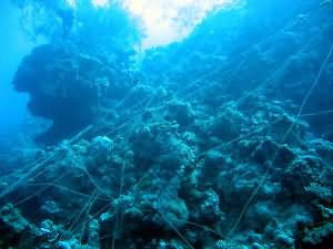 A spiders web of fishing line covers the coral