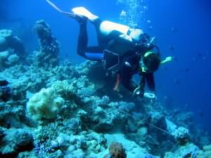Each line is carefully removed from the reef