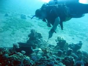 Line is coiled and then cut when trapped by coral
