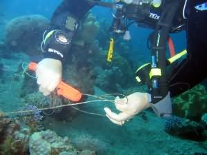 Sharp line cutters were used instead of dive knives