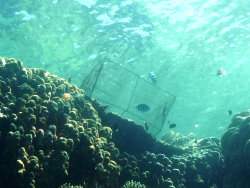 Fish trap in marine park