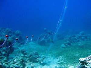 Pulling up the net destroys corals