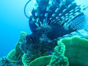 Diver & Lionfish