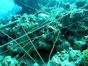 Fishing line on reef