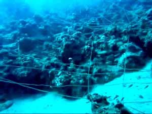 Fishing line on reef