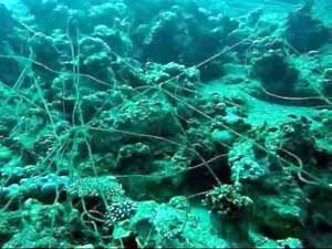 Fishing line on reef