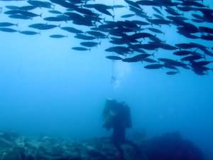 Deco with the fish