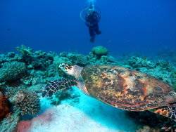Turtle being observed in its natural habitat