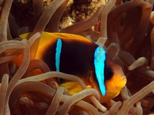 Photo of the Month Winner