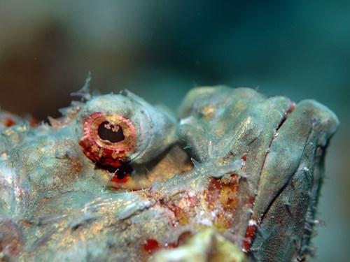 Photo of the Month Winner