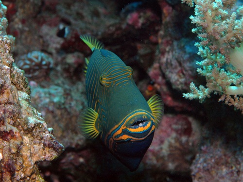 Photo of the Week