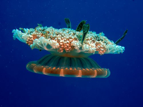Photo of the Week