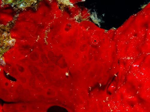 Photo of the Week