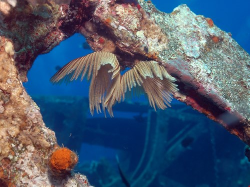 Photo of the Week
