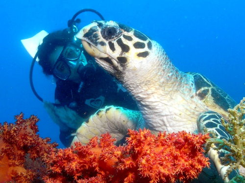Best Diver shot of 2009