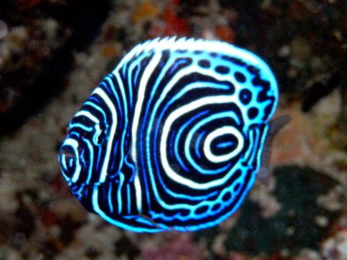 Best fish photo 2009