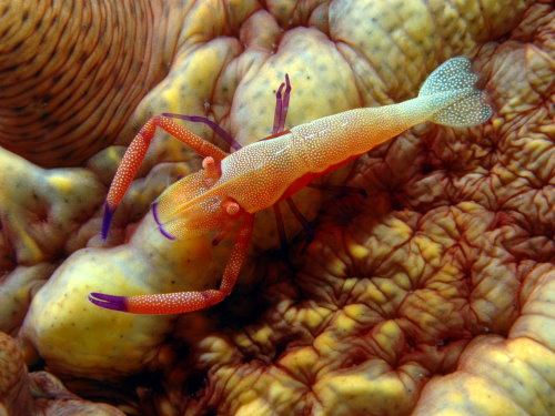 Best Invertebrate photo 2009, Aqaba, Jordan