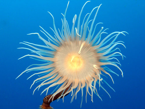 Best Invertebrate photo 2010, Aqaba, Jordan