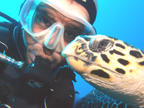 Best turtle photo 2010 Aqaba, Jordan