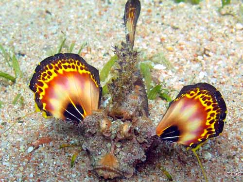 Best fish photo 2011