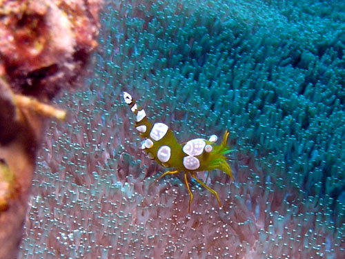 Best Invertebrate photo 2011, Aqaba, Jordan