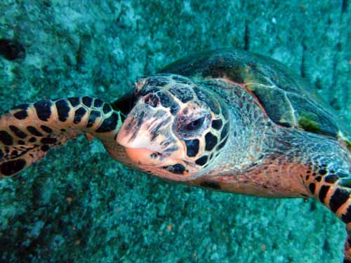 Best turtle photo 2011 Aqaba, Jordan