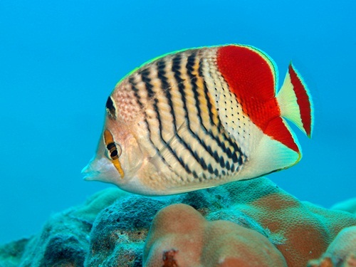 Best fish photo 2012