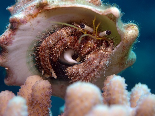 Best Invertebrate photo 2012, Aqaba, Jordan