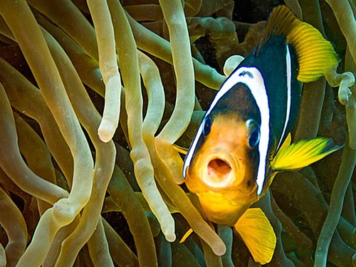 Best fish photo 2013