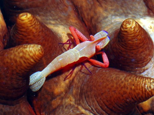Best Invertebrate photo 2013