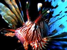 Lionfish