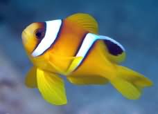 Clown fish