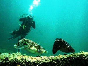 Cuttlefish