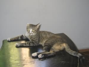 Desk cat