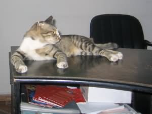 Office worker