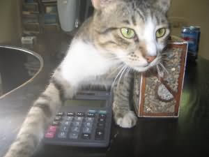 Accountant cat!